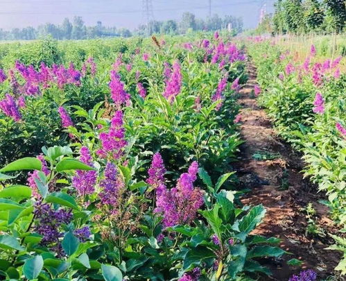 家庭盆栽丁香花怎么养[家庭盆栽丁香花怎么养护和管理]