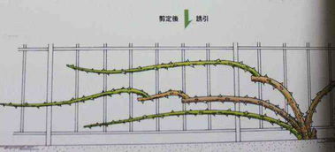 盆栽藤本月季如何牵引爬藤[盆栽藤本月季怎么牵引]