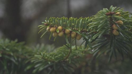 有植物熊猫之称的是什么树[有植物熊猫之称的东西是什么]