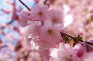 形容樱花盛开的优美句子[形容樱花盛开的优美句子古风]