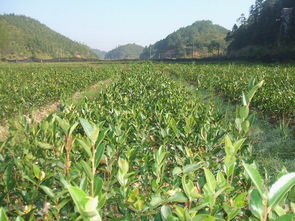 油茶苗价格[油茶苗批发多少钱一株]