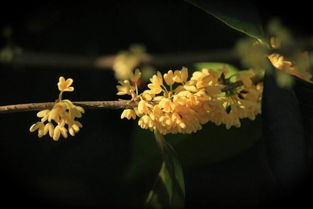 丹桂飘香是什么季节的[丹桂飘香是什么季节的花]