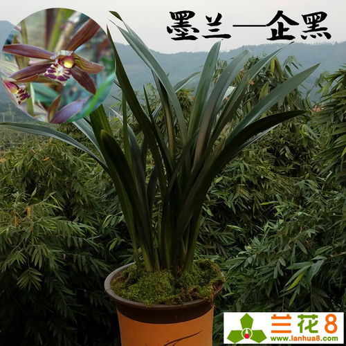 墨兰开花图片[墨兰开花图片大全图片欣赏]