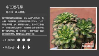 1000种多肉植物图鉴常见[700种多肉植物图鉴 大全集]