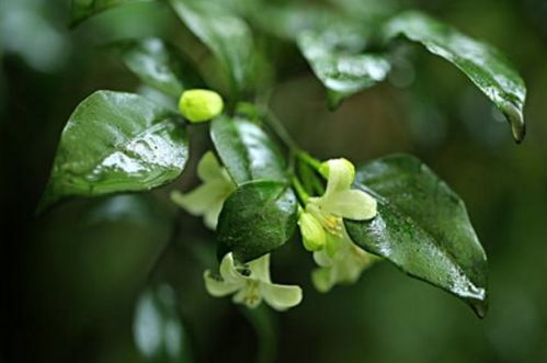 七里香的花语[七里香的花语和寓意是什么]