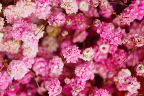 诸葛菜花语[诸葛菜花语和寓意]