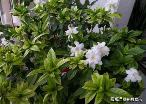 栀子花冬天开花吗[栀子花冬天开花正常吗]