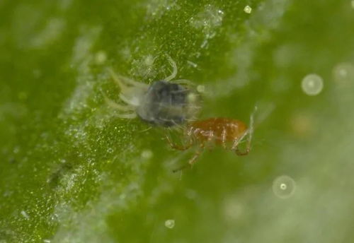 月季驱虫用什么药好用呢女性,月季花打什么药水驱虫