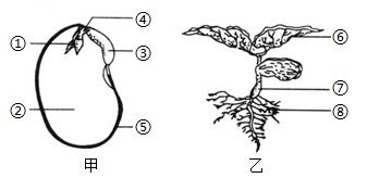 单子叶植物种子结构图[单子叶植物种子结构图简笔画]