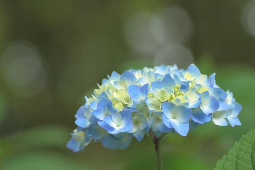 绣球花该怎么浇水,绣球花怎么浇水施肥