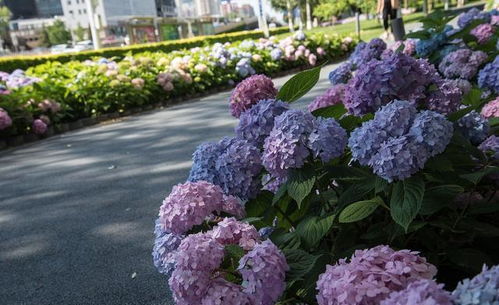 绣球花花期如何浇水,绣球花苗怎么浇水