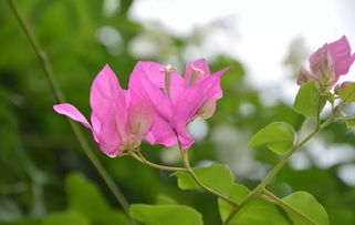 三角梅怎样修剪才开花,三角梅怎样修剪才开花多