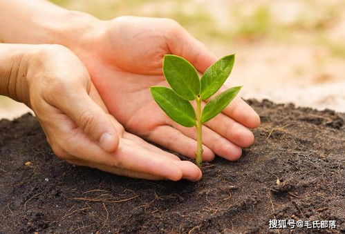 植物施肥的基本原理有哪些,植物施肥的方法及作用