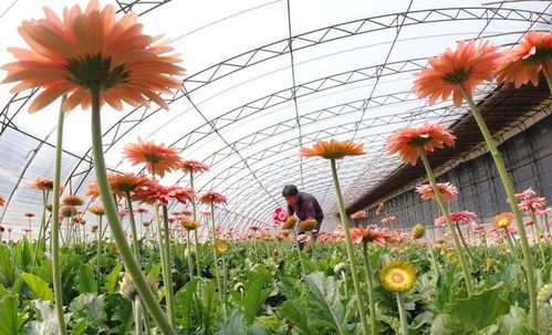 80种常见花卉施肥攻略,花卉种植施肥技术