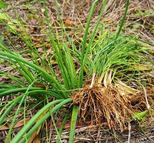 植物施肥施的是什么土壤,给植物施肥是给植物提供什么