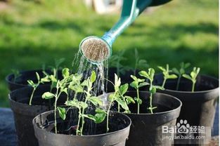 种植花卉怎么施肥,花卉怎样施肥