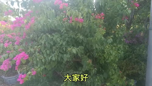 花卉施肥的原理及基本方法,花卉施肥方式