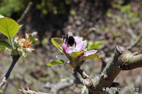 花卉施肥知识大全视频播放,花施肥怎么操作