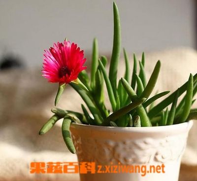 花卉奔龙怎么样,奔龙几月份开花