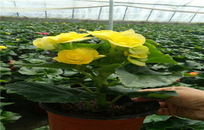 上饶花坛常用花卉有哪些,上饶花卉市场有哪些