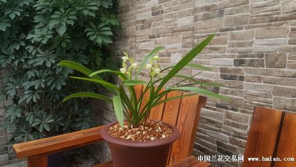 12年生花卉种,12年生花卉种植后需要立即进行浇水吗