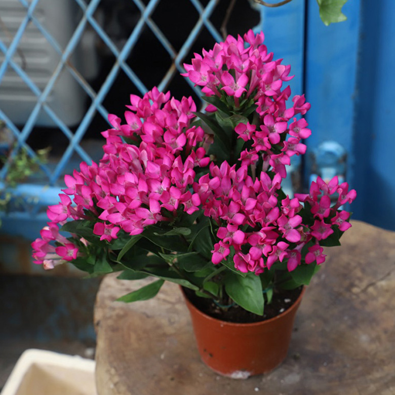 客厅花卉秋季开花吗,客厅花卉秋季开花吗怎么养