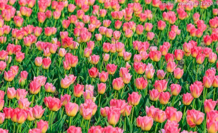 石嘴山花卉幼苗培育,石嘴山市花卉市场