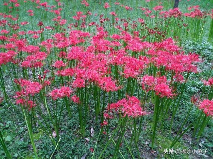 宿根花卉中好看的,宿根花卉中好看的品种