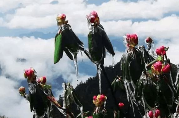 神农架花卉租赁电话,神农架花海