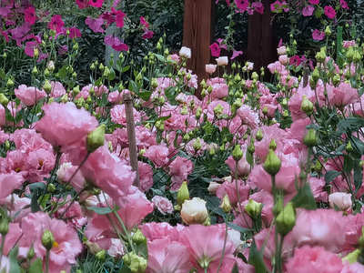 吉林好的花卉基质,吉林花圃基地