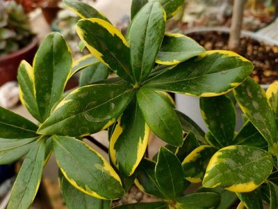 锯齿状叶片木本花卉,锯齿状叶子的植物图片