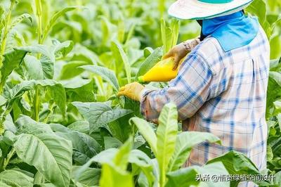 广东凤梨花卉肥料加工,凤梨施什么肥