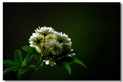 怎么拍出黑背景的花卉,黑色背景的花卉怎么拍?其实技巧很简单