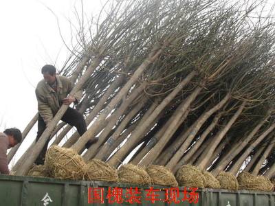 包含东北花卉种植温室承建合同的词条