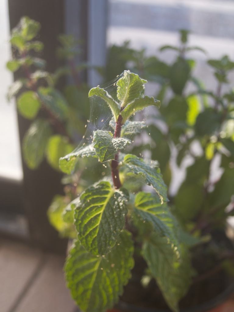 怎么治理室内花卉虫害,室内花卉病虫害防治及用药