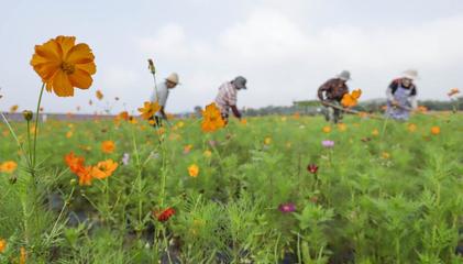 遵化花卉的历史发展,遵化花卉的历史发展简介