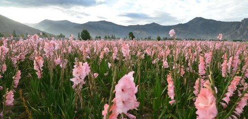 拉萨冬天适合种什么花卉,拉萨适合种什么植物