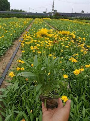 甘肃金鸡菊花卉供应,金鸡菊文化节