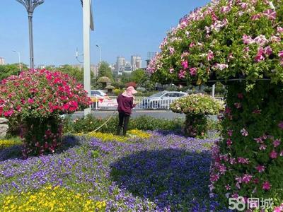 建邺区园林花卉租赁哪里买,建邺鲜花市场