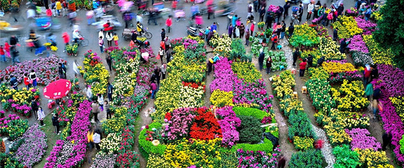 广州市花卉市场,广州市花卉市场分析