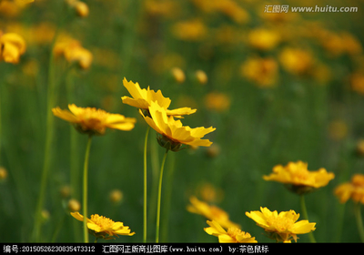 吉林金鸡菊花卉哪家好,金鸡菊花种子的价格