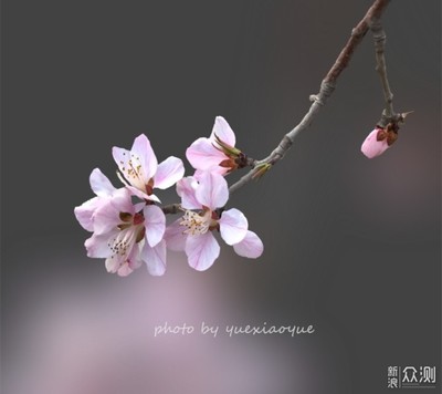 怎样制作花卉黑色背景视频,怎样制作花卉黑色背景视频图片