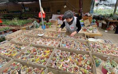 泰兴现货花卉租赁销售厂家,泰兴现货花卉租赁销售厂家有哪些