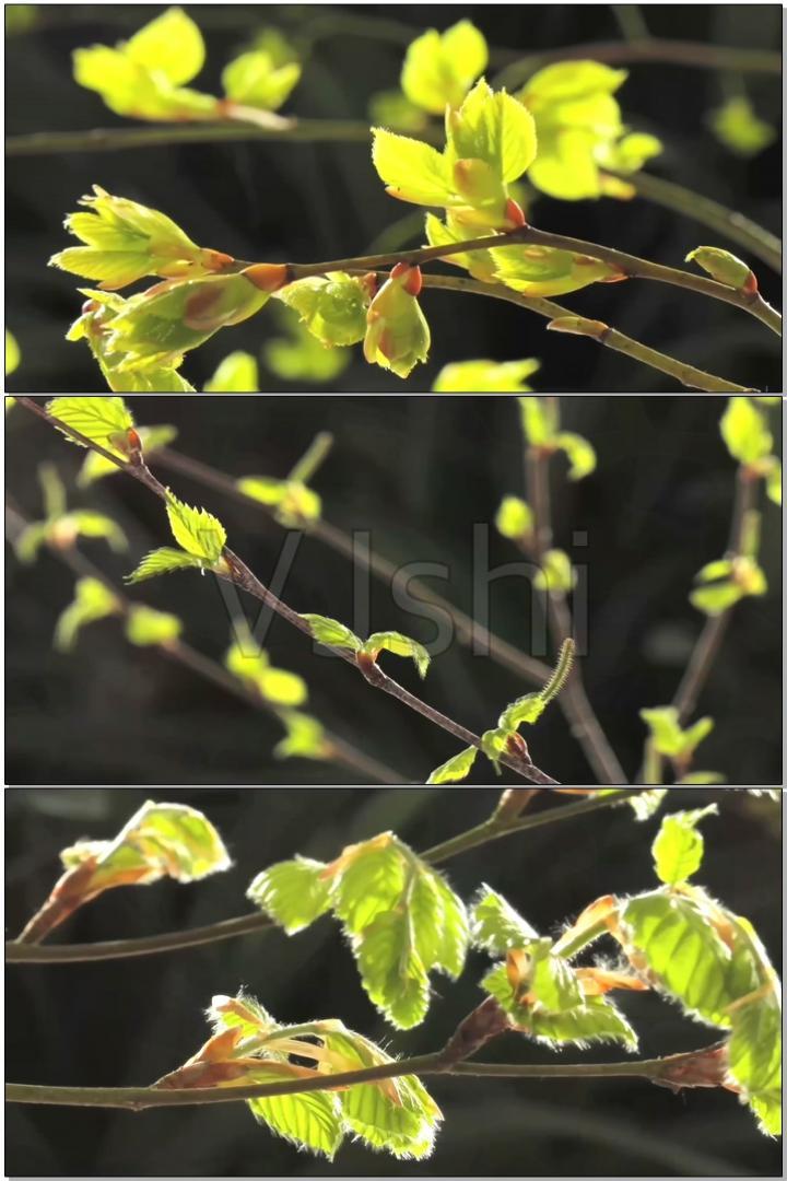 春天什么时候花卉发芽,春天什么时候花卉发芽好