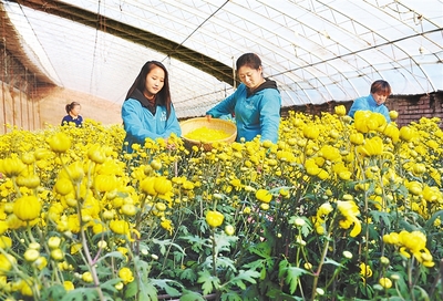 花卉基地贫困户,花卉基地需要什么手续