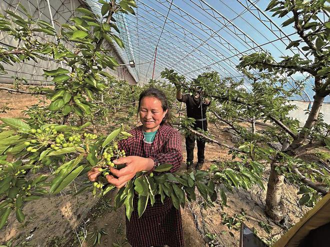 吉林花卉智能温室企业排名,吉林花卉养殖基地