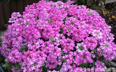 花卉春季需要喷水吗吗,花卉春季需要喷水吗吗为什么