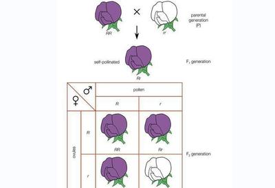 花卉杂交育种双杂交,花的杂交育种过程