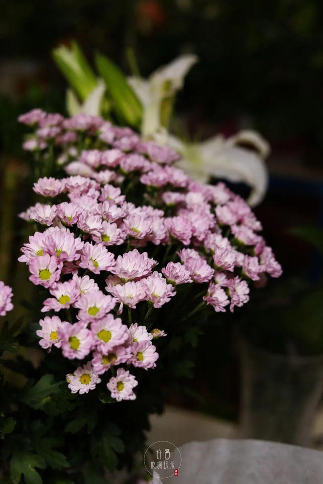 许昌花卉市场招商吗,许昌花卉市场招商吗今天