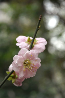 梅花的花卉颜色有哪些,梅花的花卉颜色有哪些种类